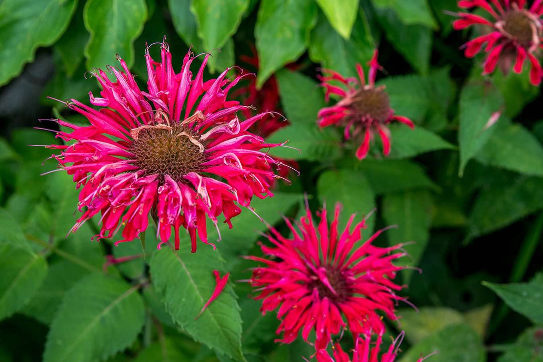 Pink Vild Bergamot Monarda Fistulosa Minteblade Bee Balm Blomsterfrø til plantning, 100 stk.