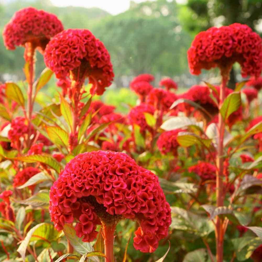 celosia crested flower seeds