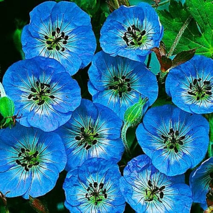 Heirloom Non-GMO Blue Geranium Flower Seeds – Rare Blooms for Planting