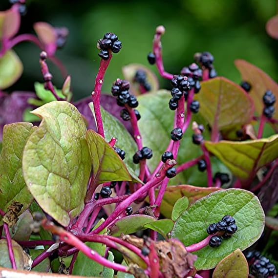 Malabar Spinach Seeds for Planting – High Yield, Fast-Growing Leafy Vegetable Seeds