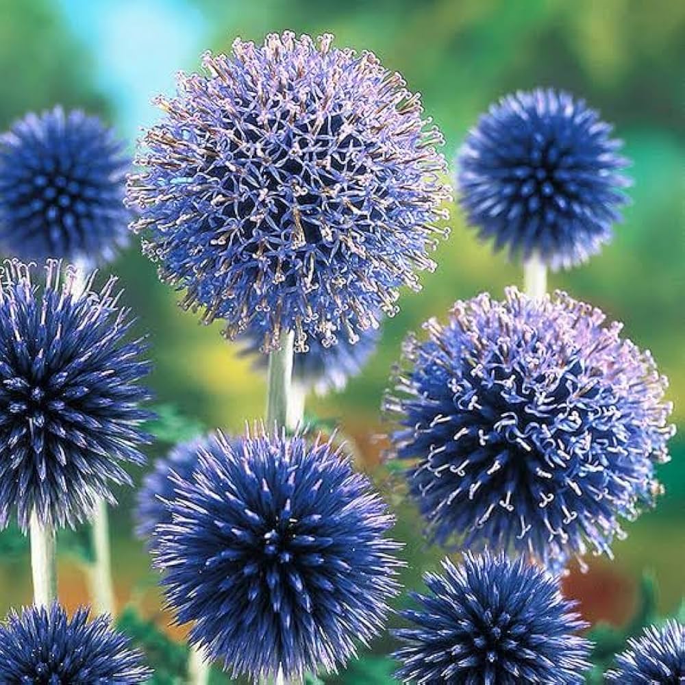 Blue Echinops Ritro Plant Seeds for Planting - 100 pcs