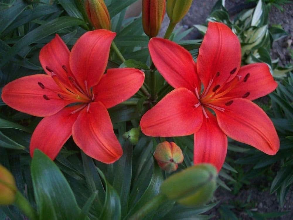 lilium decorative flower seeds