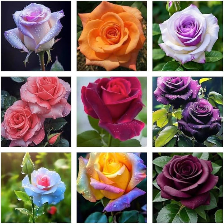 Roses Multi Color Blomsterfrø til Plantning 100 stk