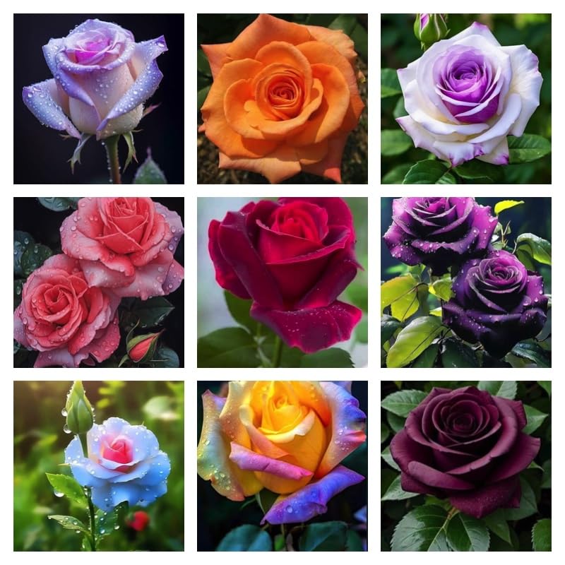 Mixed Rose Flower Seeds - 100 pcs