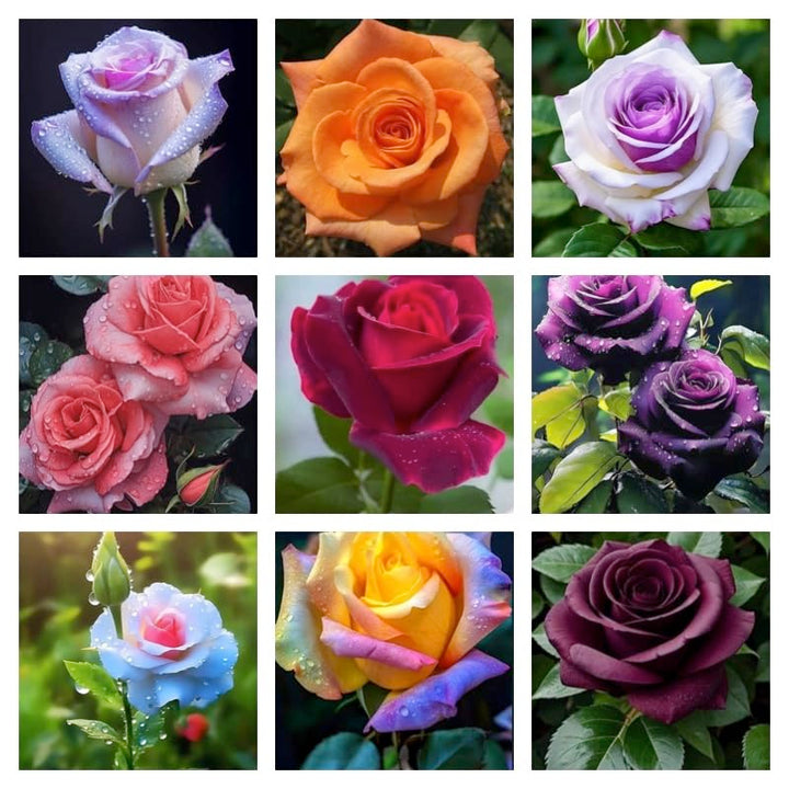 Mixed Rose Flower Seeds - 100 pcs