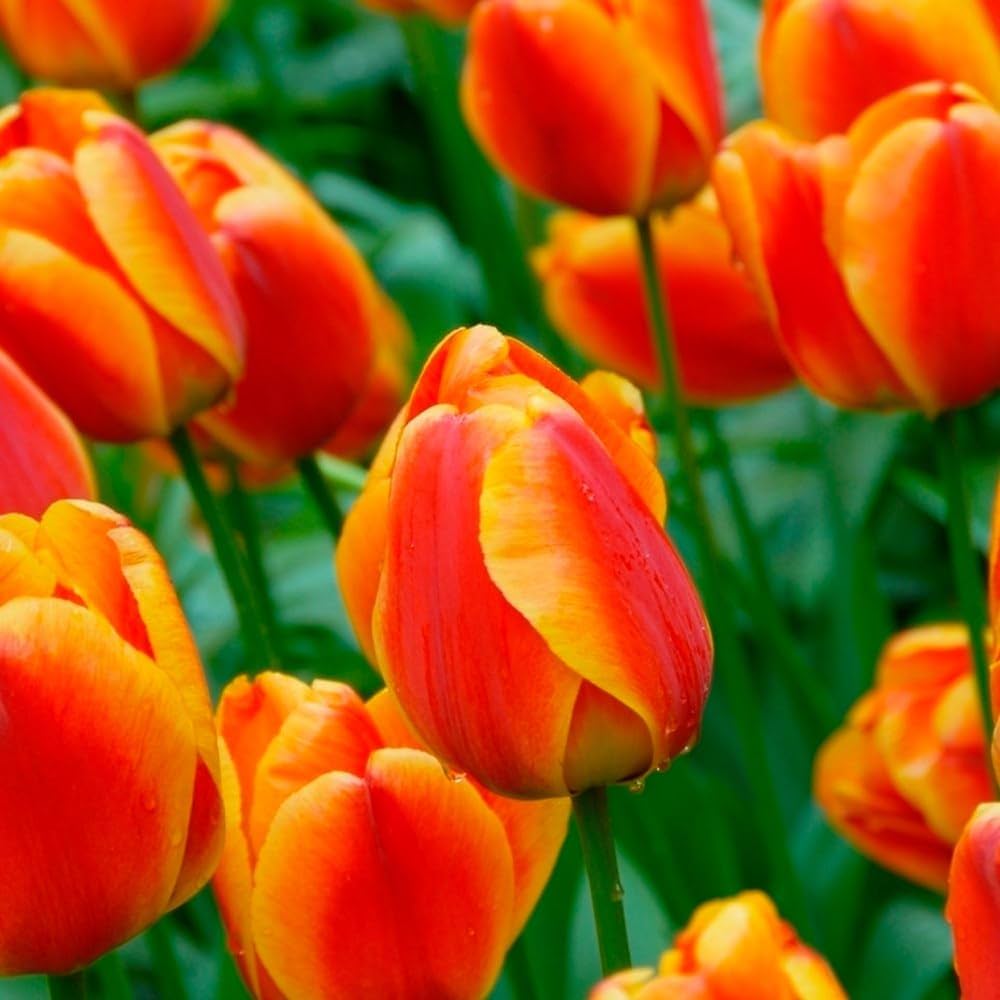 tulip flower seeds online Orange Tulip Non-GMO Heirloom Seeds – Neeraseeds
