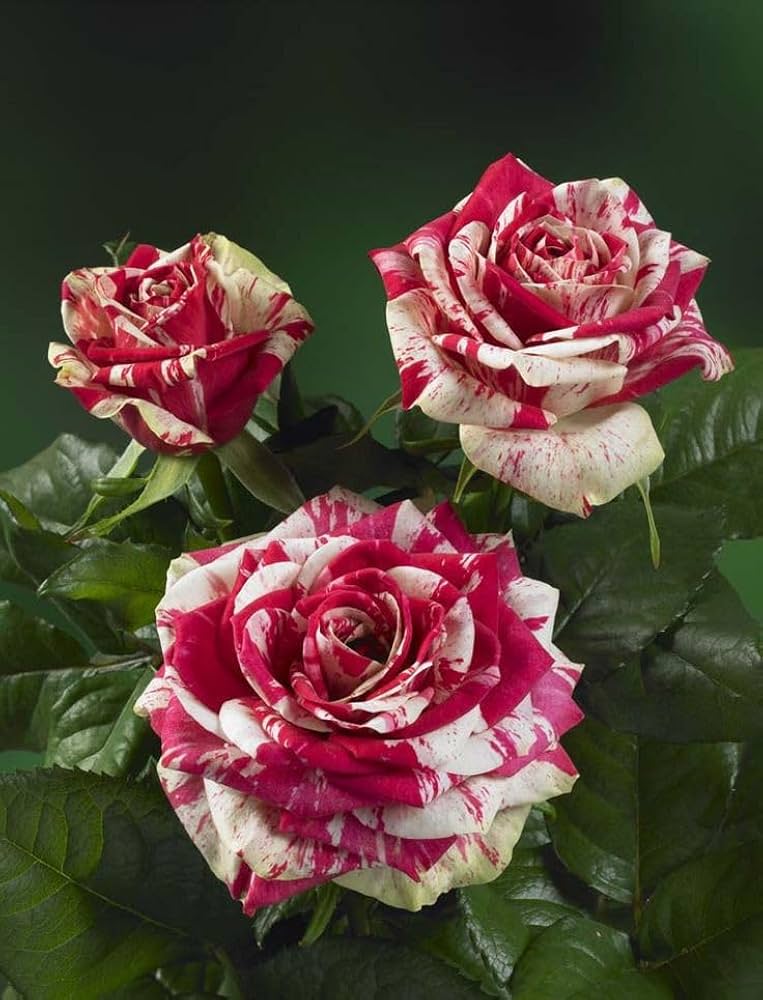 Rose Flower Seeds for Planting White Maroon 100 pcs