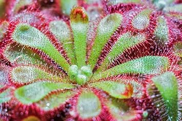 Flower Seeds, Seeds for Planting, Plant Seeds