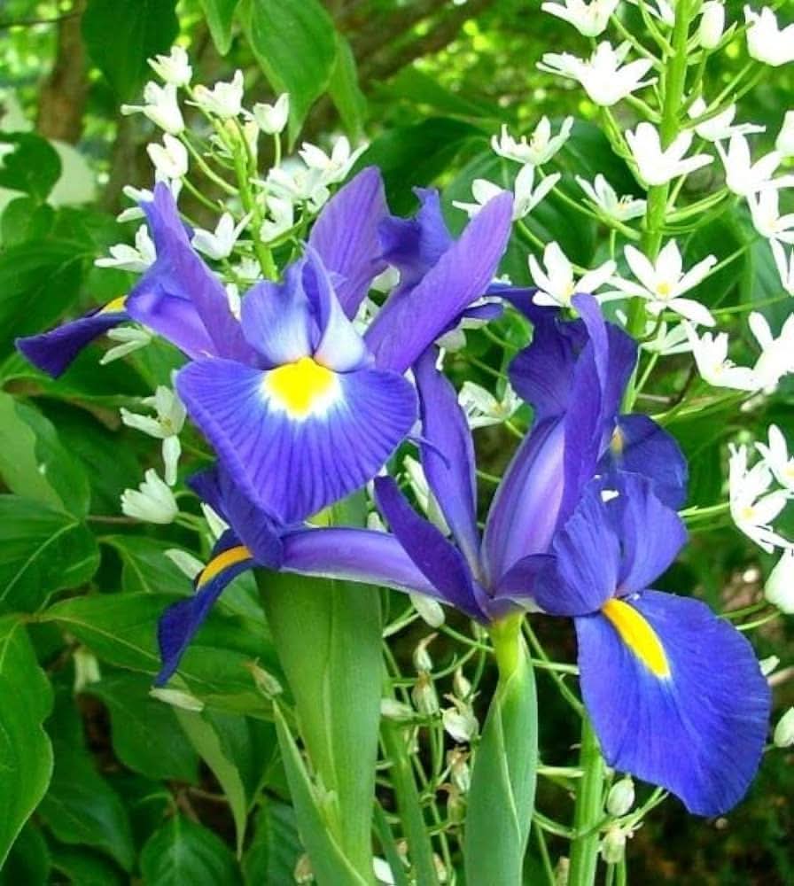 iris iris flower seeds