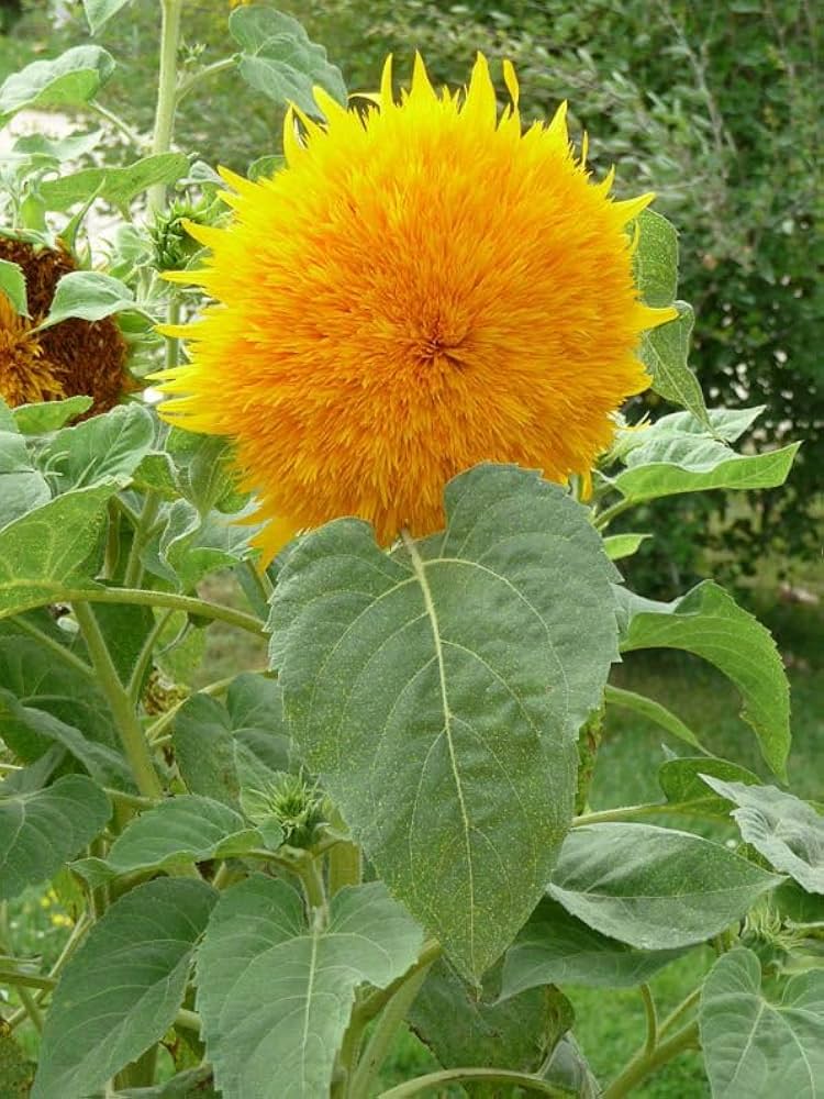 double dandy flower seeds
