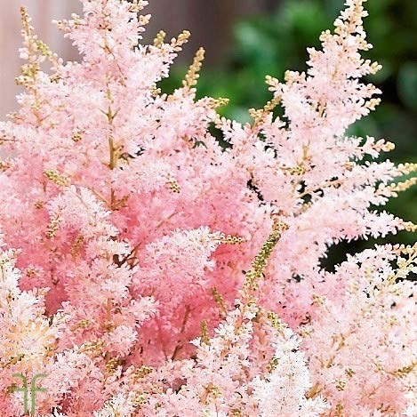 Light Pink Astilbe Seeds for Planting – Organic, Heirloom, Non-GMO, High Germination Garden Flower Seeds