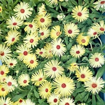 yellow red flower seeds