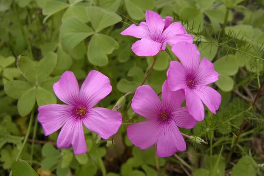 Oxalis Articulata blomsterfrø til udplantning - 100 stk