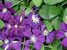 violet matthiola flower seeds