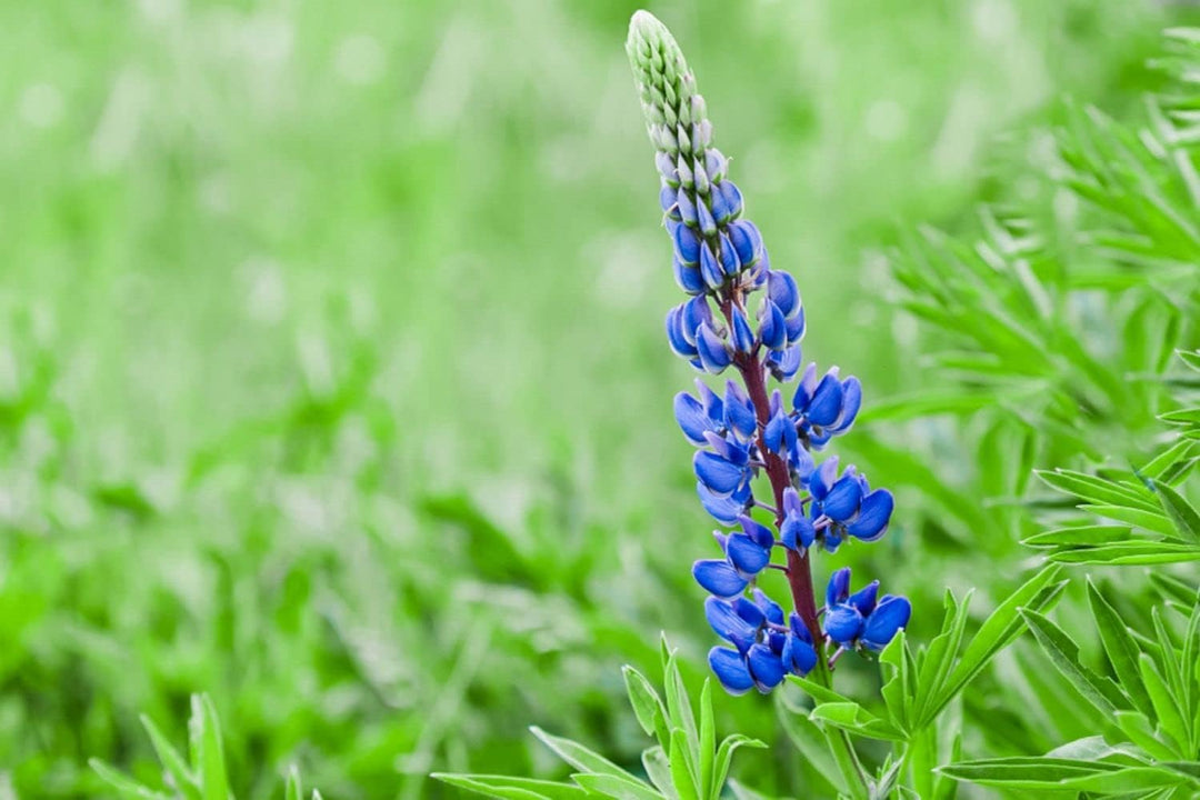 Flower Seeds, Seeds for Planting, Plant Seeds
