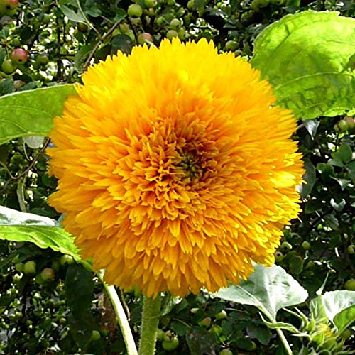 Heirloom Non-GMO Teddy Sunflower Flower Seeds for Planting – Fluffy Dwarf Garden Blooms, High Germination