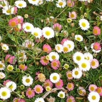 mixed karvinskianus flower seeds