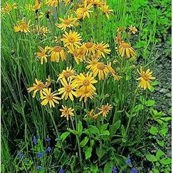 yellow mountain flower seeds