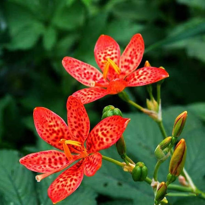 Red Leopard Flower Seeds for Planting - 100 pcs