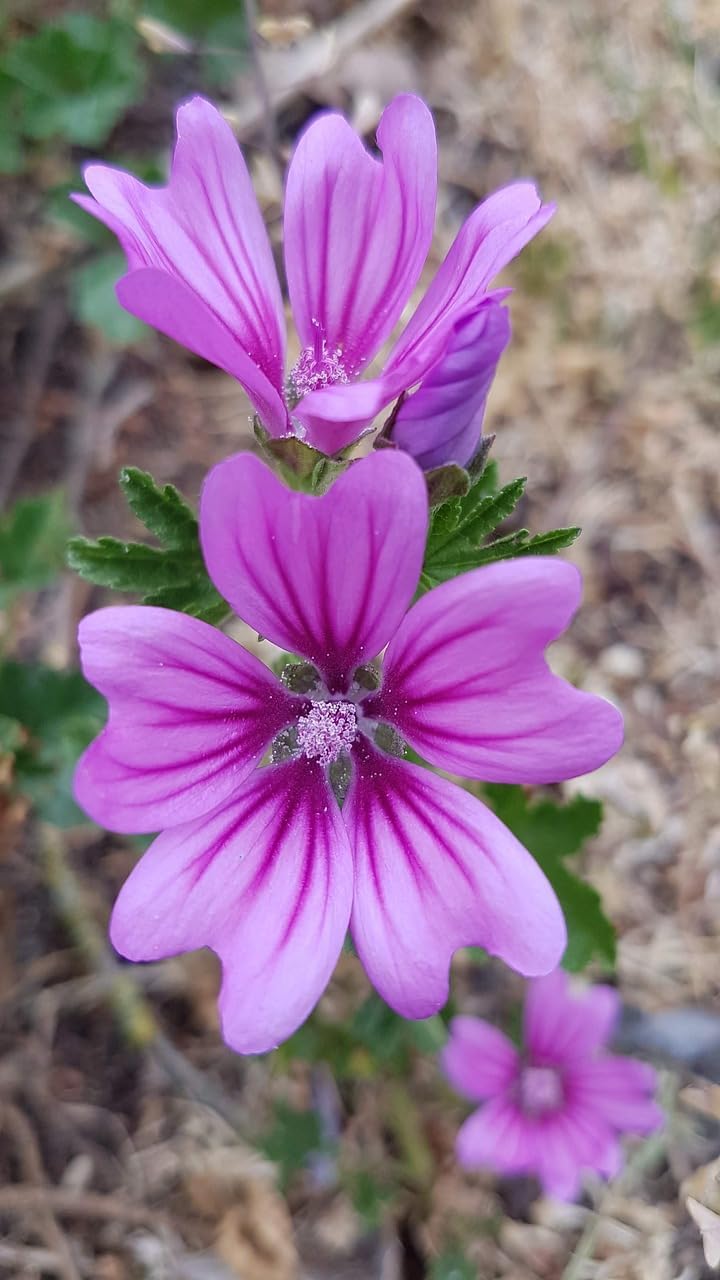 Flower Seeds, Seeds for Planting, Plant Seeds