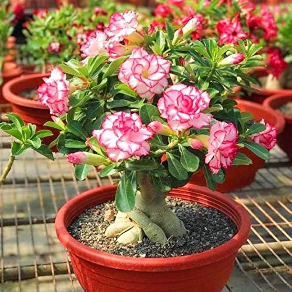 pink desert flower seeds