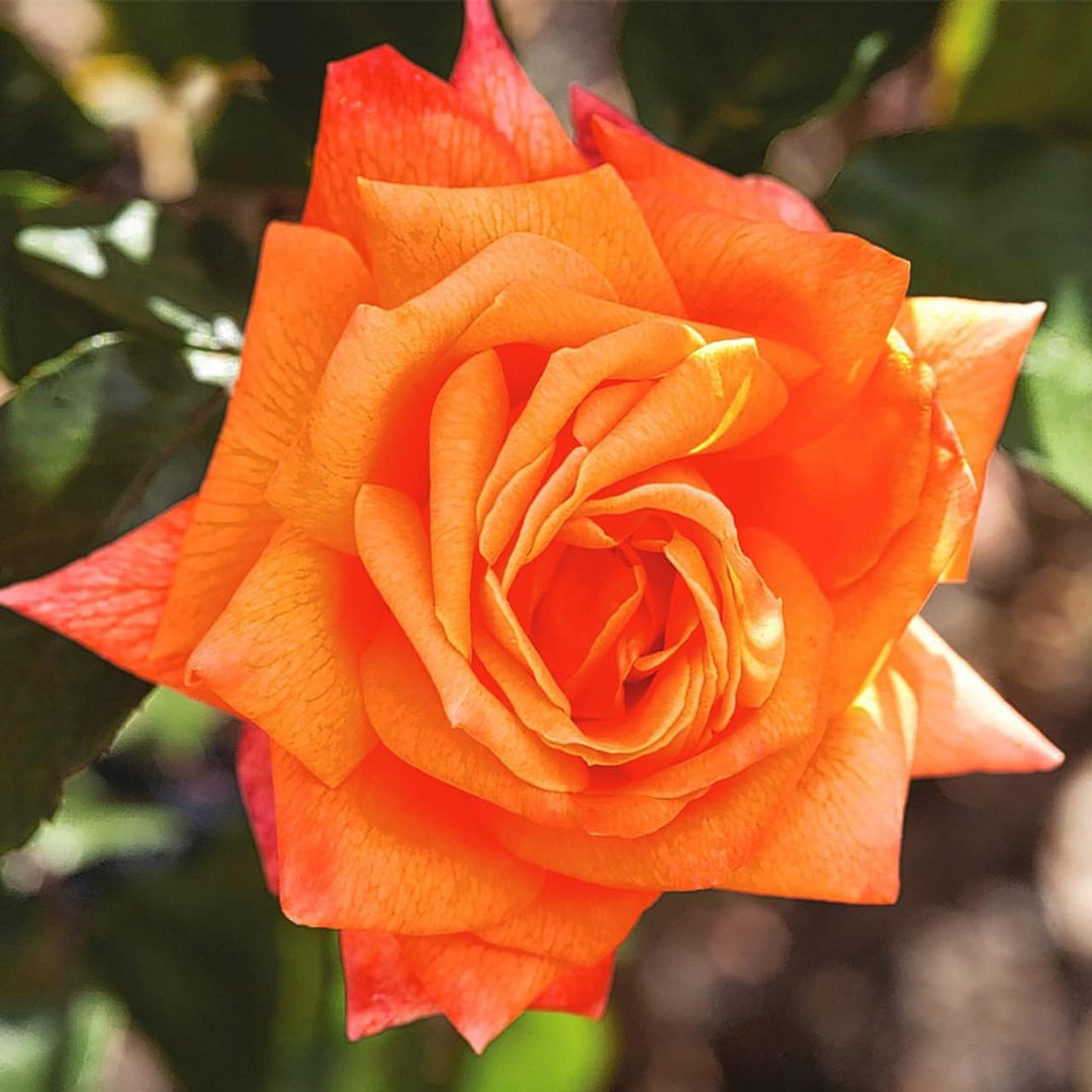 orange dark flower seeds