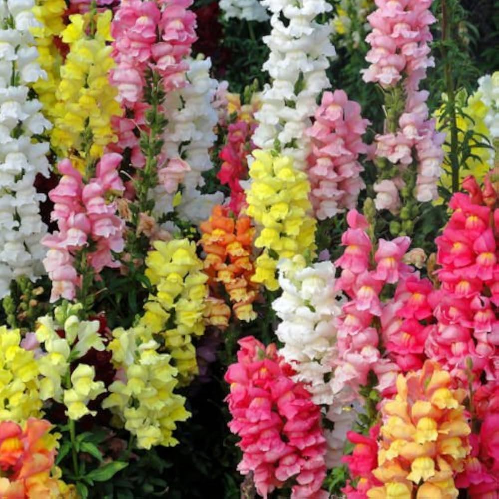 Snapdragon Flower Seeds for Planting – 100 pcs Heirloom Non-GMO High Germination Organic Garden Seeds