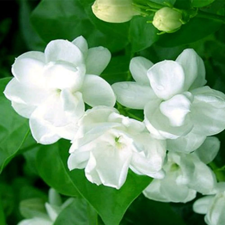 Hvide Jasminoides blomsterfrø til udplantning, friske, 100 stk