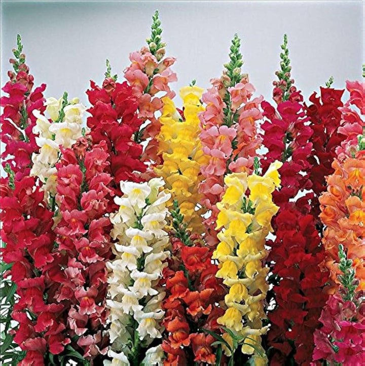 Snapdragon Flower Seeds for Planting – 100 pcs Heirloom Non-GMO High Germination Organic Garden Seeds