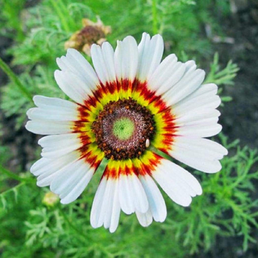 White Chrysanthemum Carinatum Flower Seeds for Planting - 100 pcs