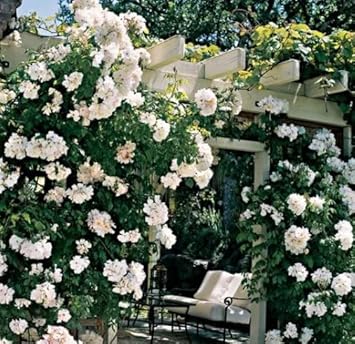 Flower Seeds, Seeds for Planting, Plant Seeds