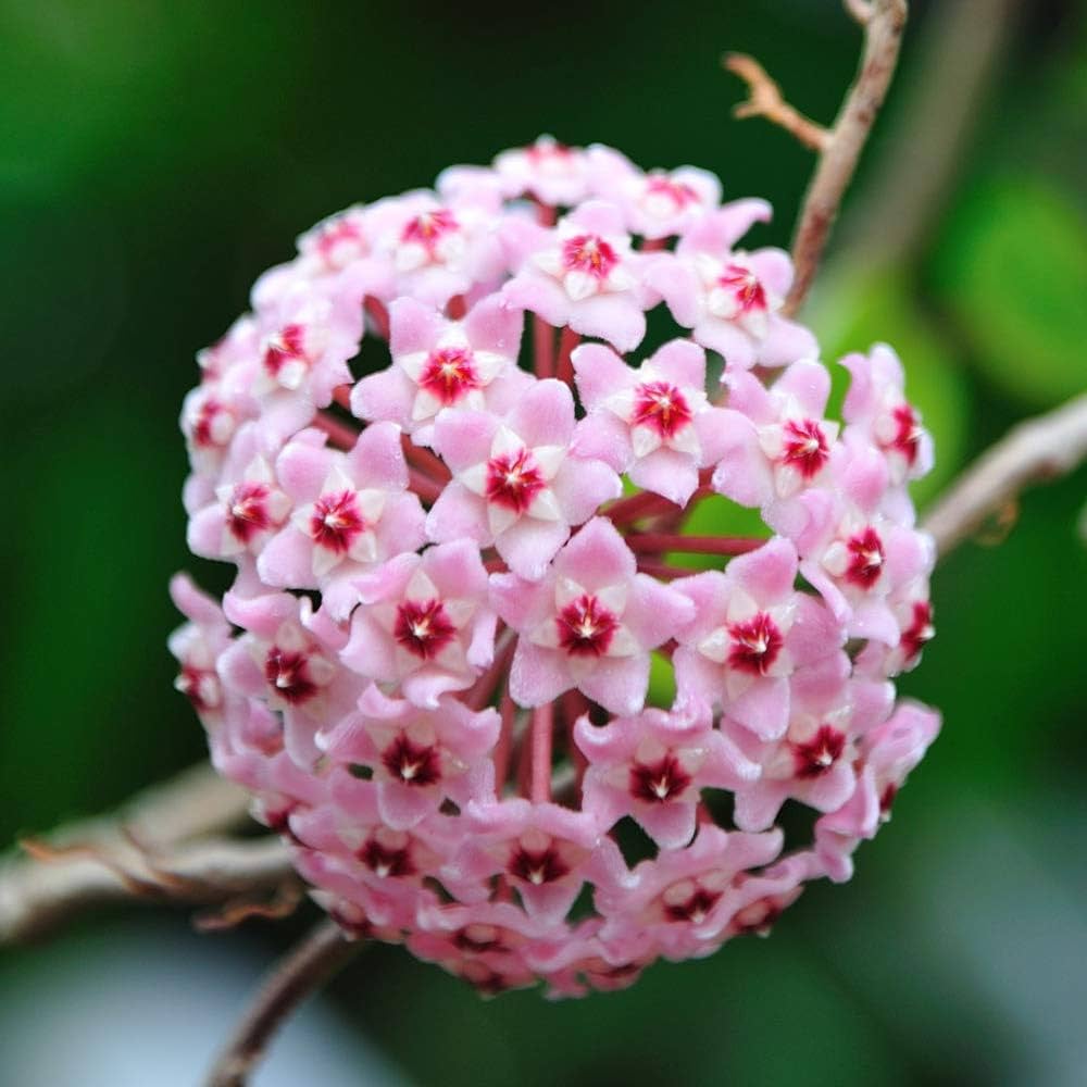 Baby Pink Hoya Flower Seeds for Garden - 50 pcs