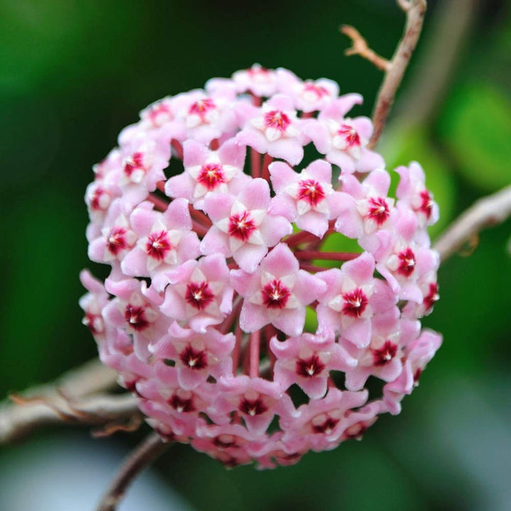 Hoya Carnosa Blomsterfrø til Plantning Pink 100 stk