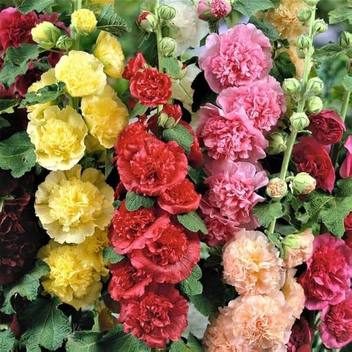 Althaea Rosea Flower Seeds for Planting - Mixed Colors 100 pcs