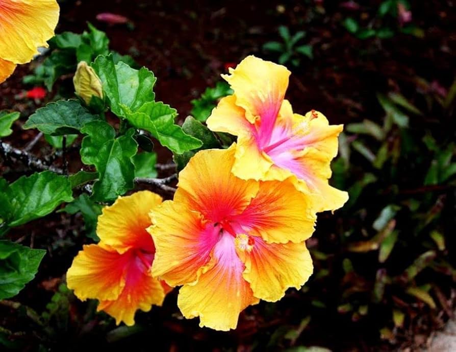 hibiscus hibiscus flower seeds