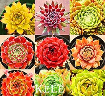 mixed sempervivum flower seeds