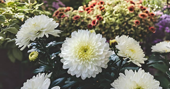 Hvid krysantemum eller Quercifolia blomsterfrø til plantning - 100 stk.