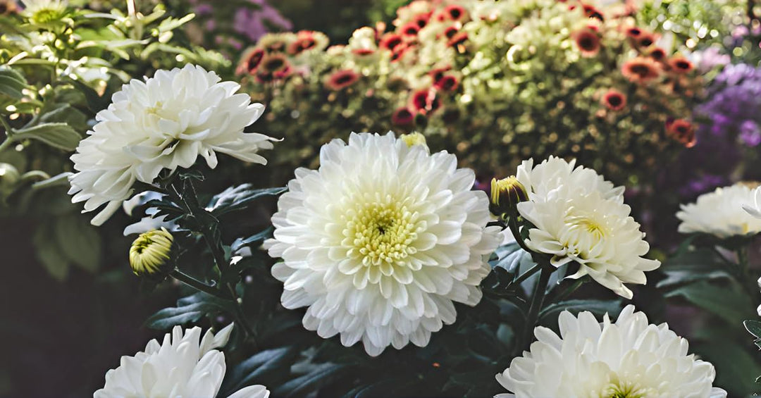 Hvide krysantemum blomsterfrø til udplantning, 100 stk