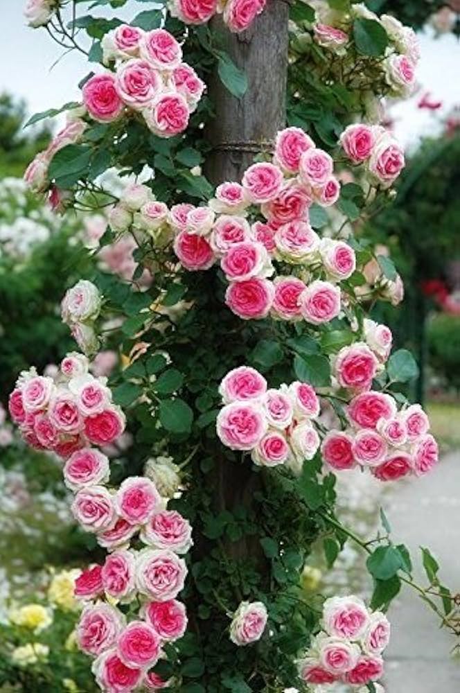 Pink White Holland Rose Flower Seeds for Planting 100 pcs