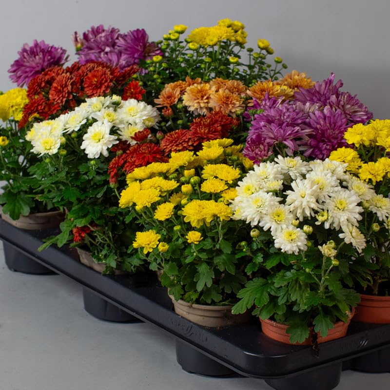 rare mixed flower seeds
