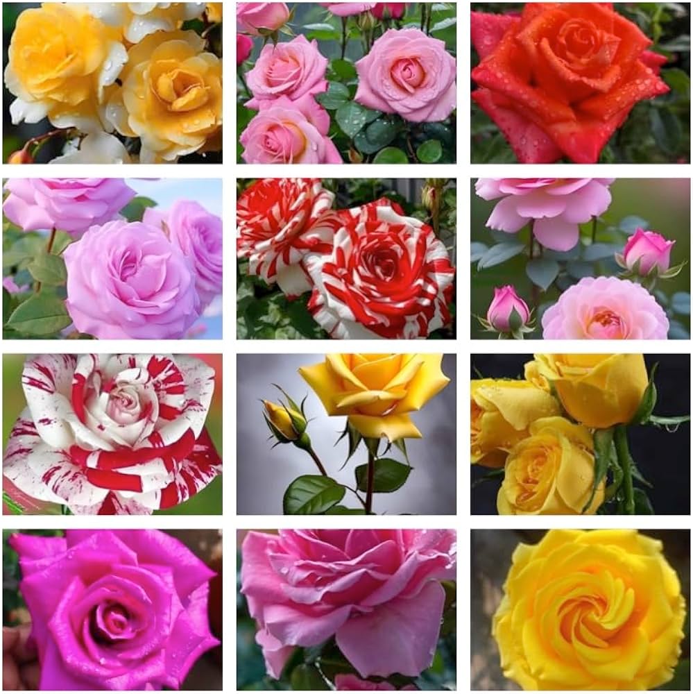 Blandet Hushave Rose Blomsterfrø til Plantning 100 stk