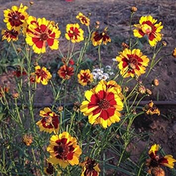 red yellow flower seeds