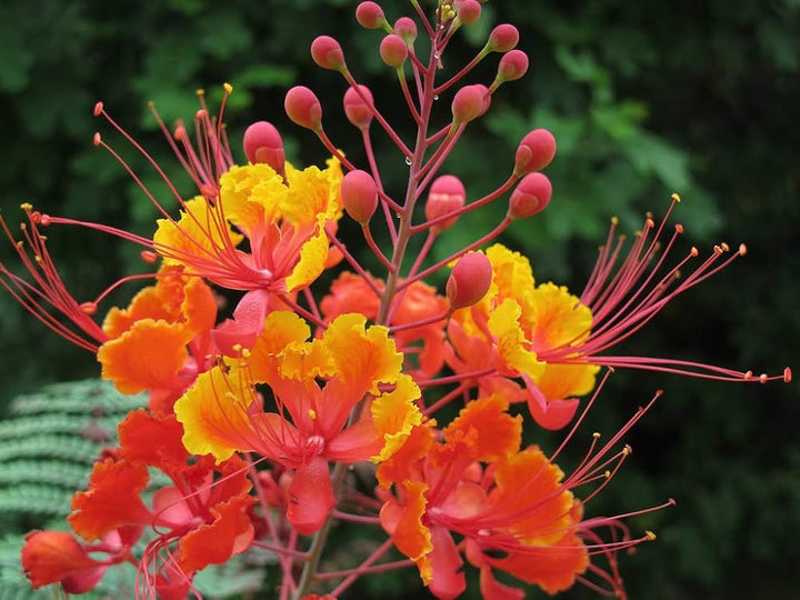 Rød Caesalpinia eller påfugleblomst til plantning - 100 stk