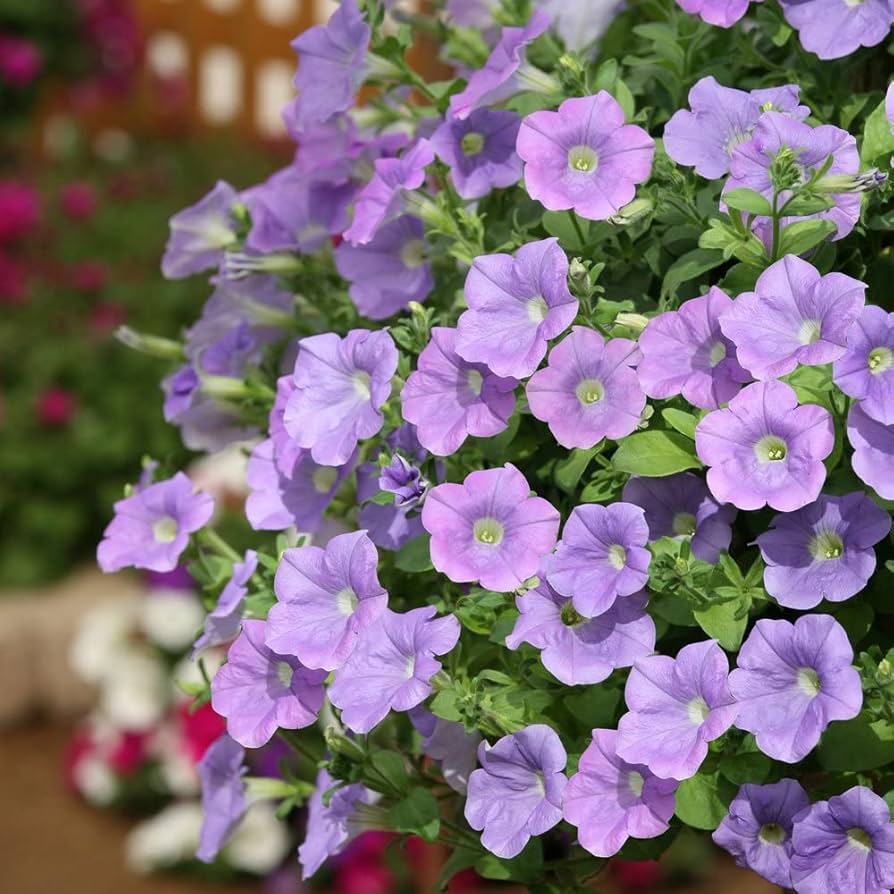 Petunia Flower Seeds for Planting Sky Blue 100 pcs