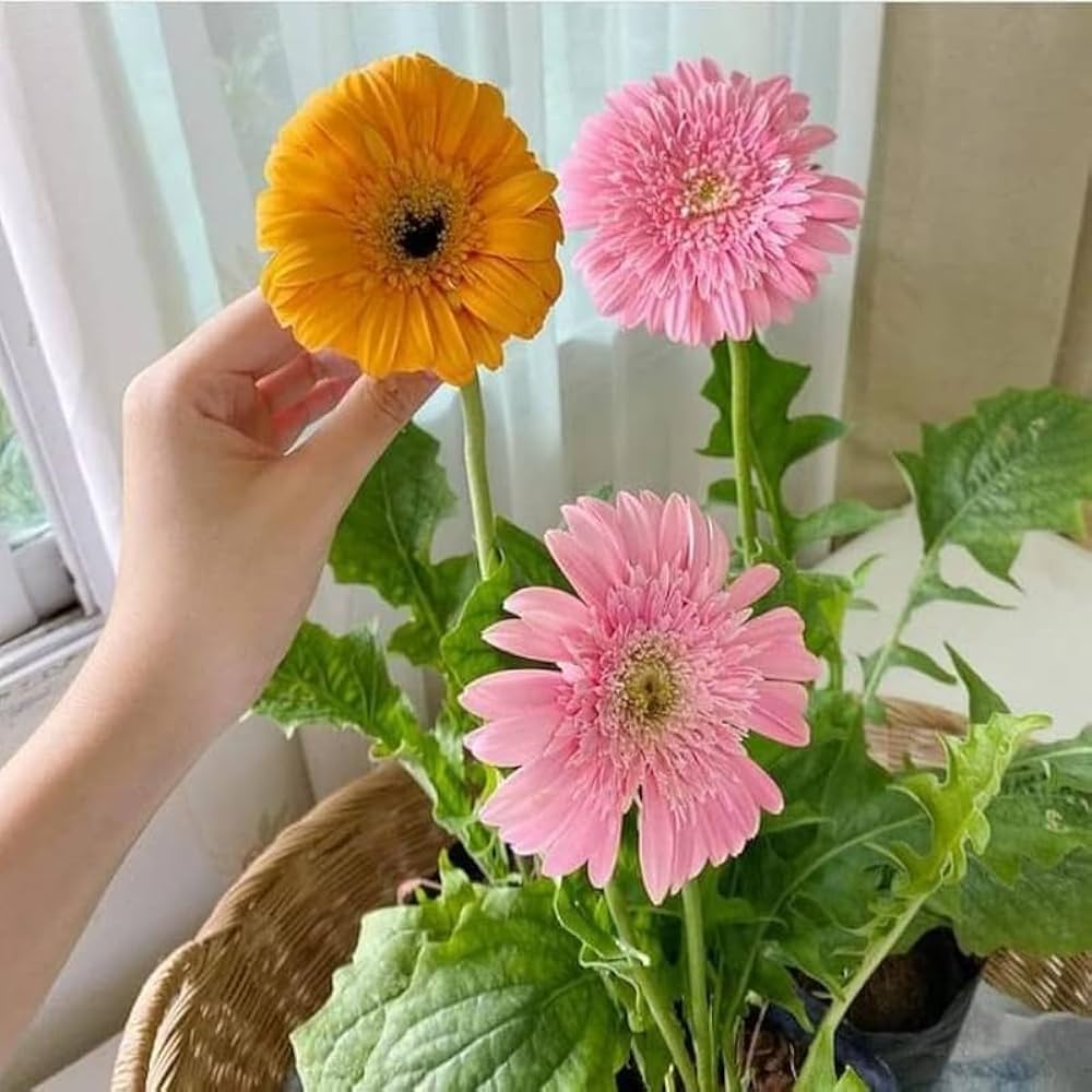 gerbera gerbera flower seeds