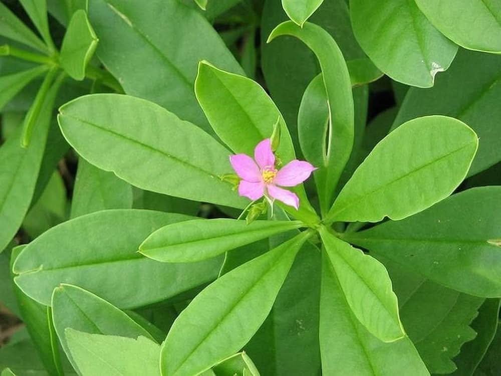 talinum paniculatum flower seeds