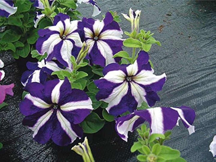 Petunia Flower Seeds for Planting Blue White 100 pcs