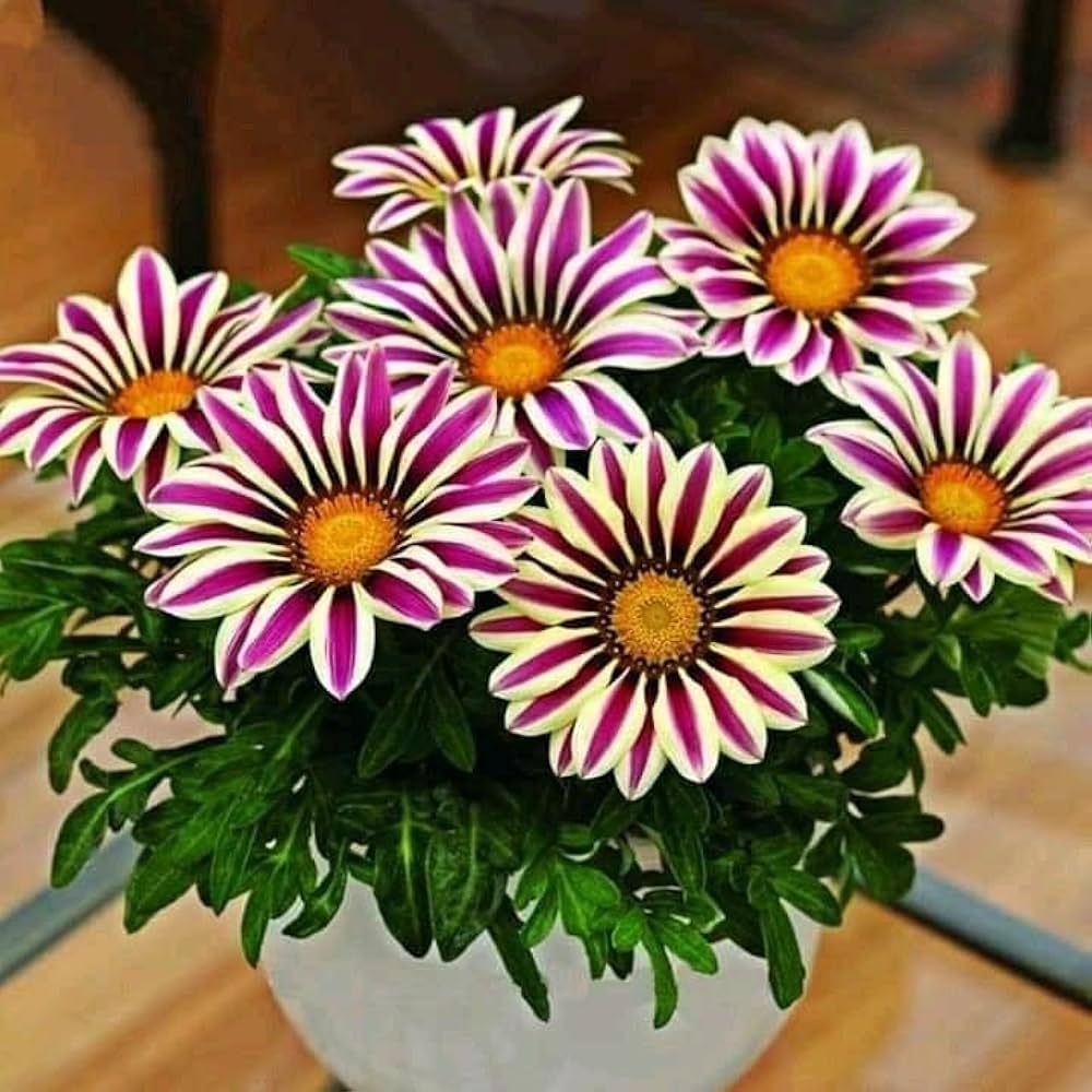 Lilla Gazania blomsterfrø til plantning 100 stk