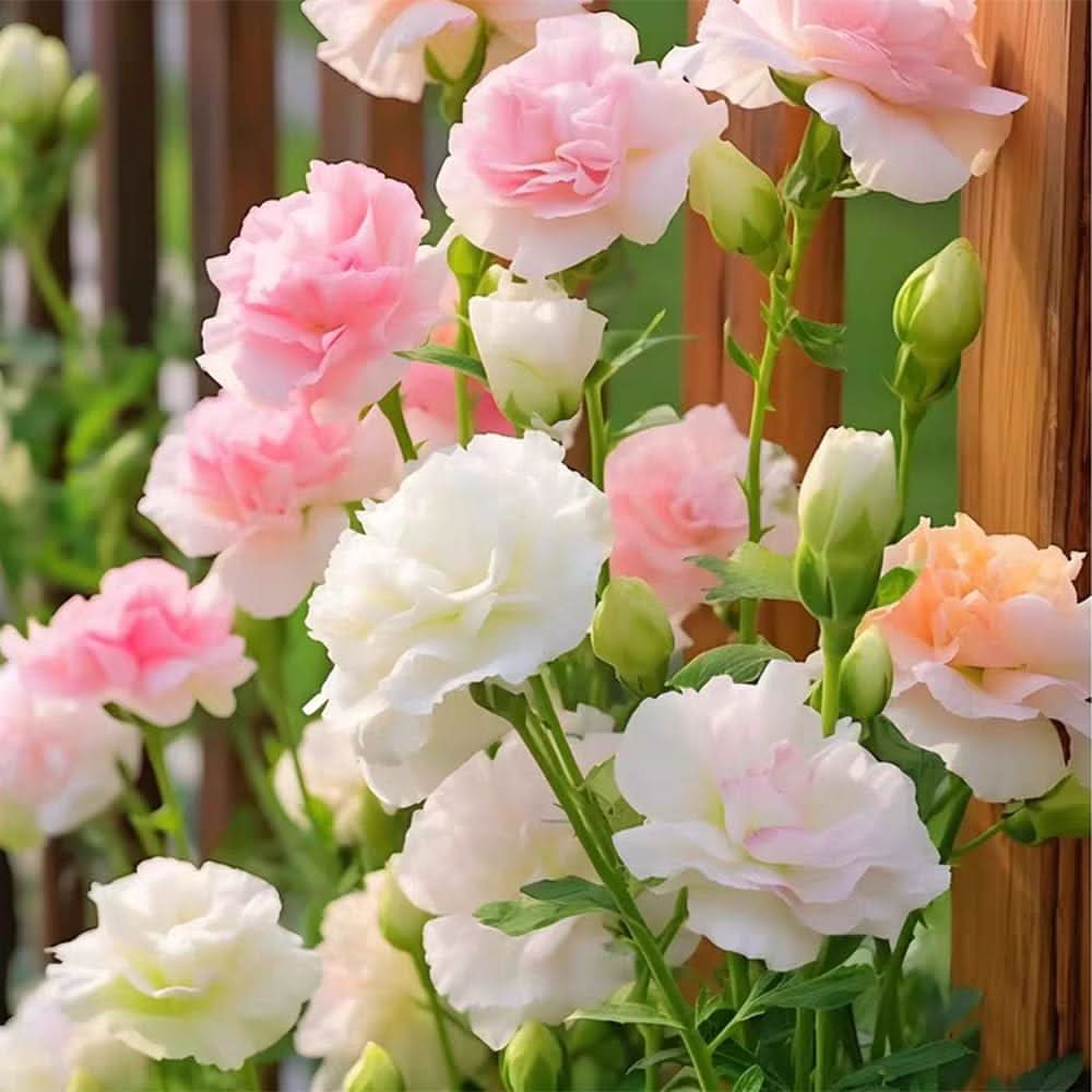 bonsai lisianthus flower seeds