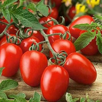 Red Tomato Vegetable Seeds for Planting